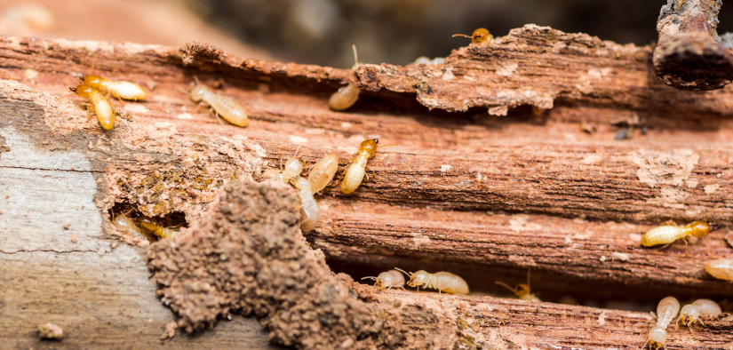 Termites et autres insectes xylophages