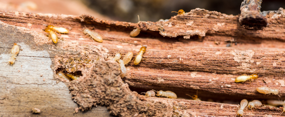 Termites et autres insectes xylophages