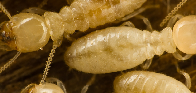 Aucune maison n'est à l'abri d'une attaque de termites