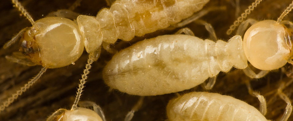 Aucune maison n'est à l'abri d'une attaque de termites