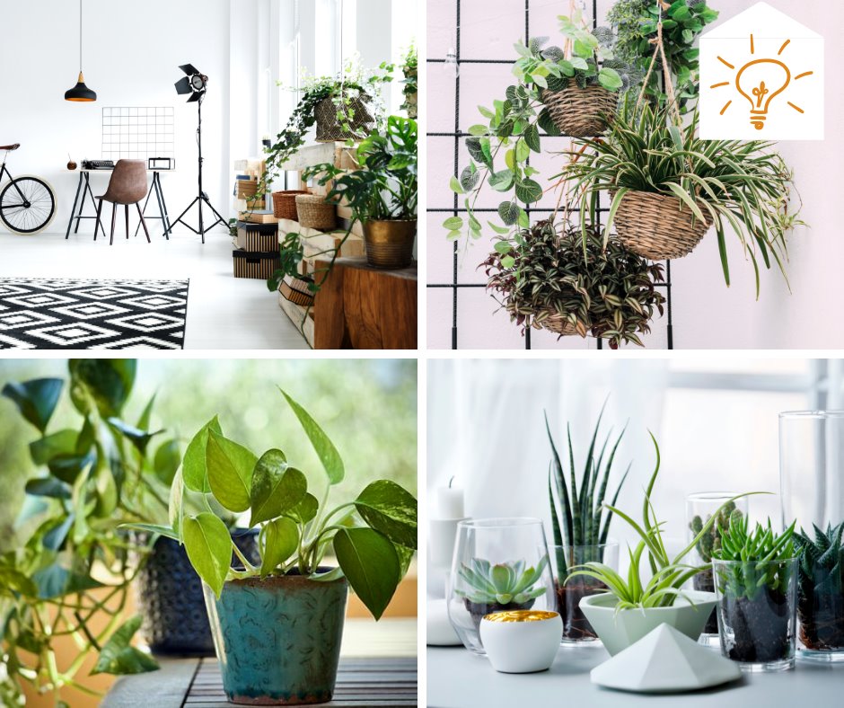 9 plantes d’intérieur pour améliorer l’air de votre maison Assainir-air-plantes