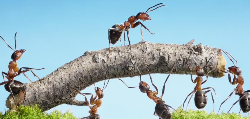 trucs et astuces pour se débarrasser des fourmis avec des produits naturels
