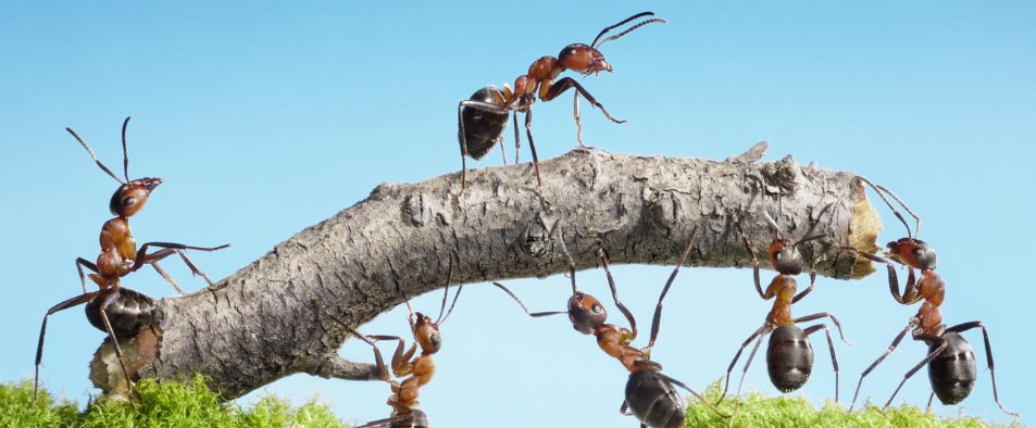 trucs et astuces pour se débarrasser des fourmis avec des produits naturels