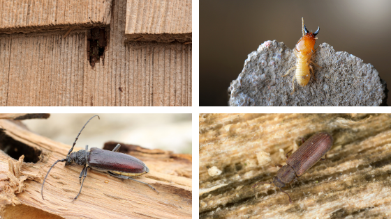 Traitement du bois contre les insectes xylophages