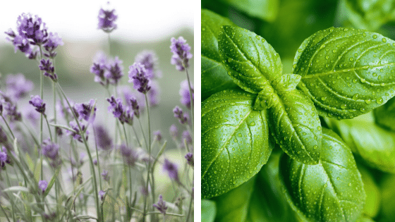 Les plantes anti-fourmis