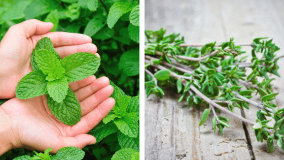 Les plantes anti-guêpes et frelons