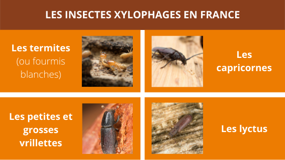 liste insectes xylophages france