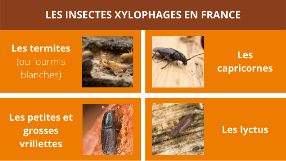 Insectes Xylophages