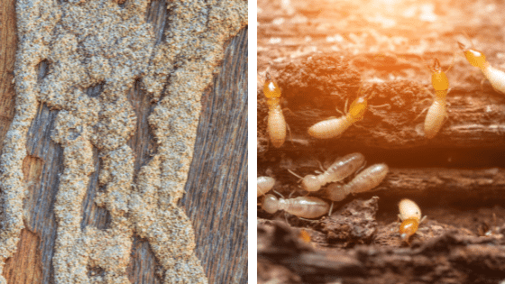 tunnels et boues de termites