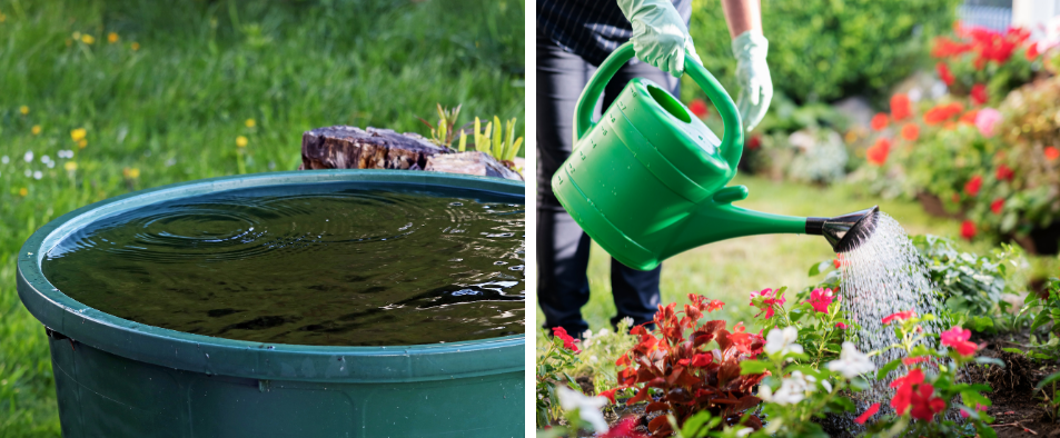 Recuperer l'eau de pluie pour arroser les plantes et les fleurs du jardin