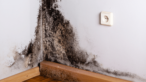 De la moisissure noire dans un angle bas de mur