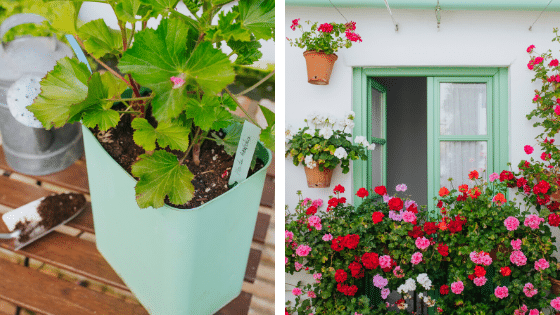 fleurs et végétaux façade maison