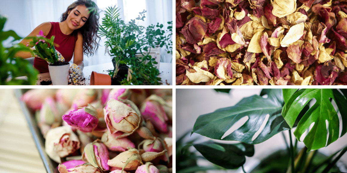 plantes vertes et pot-pourri