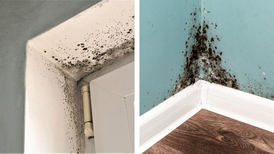 Traces de moisissures dans les angles de murs