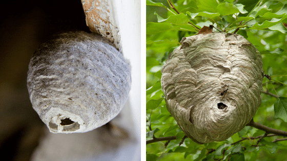 Un nid de frelons asiatiques primaire et un nid de frelons asiatiques definitif