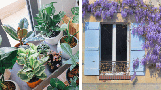 Plantes en pot devant une fenetre et glycine sur la facade d'une maison