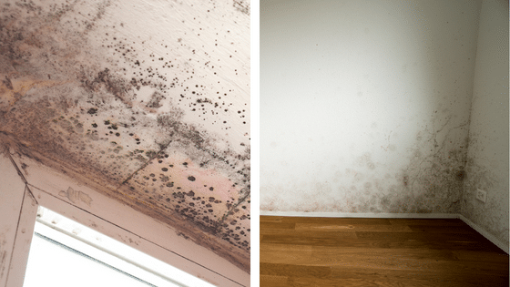 Moisissures sur les murs et remontees capillaires