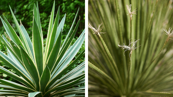 L'agave et le dasylirion