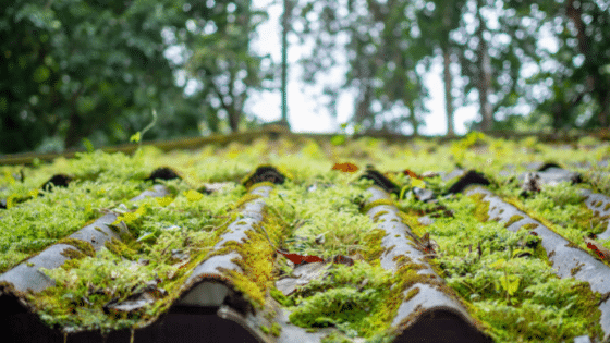 Une toiture couverte de mousse verte