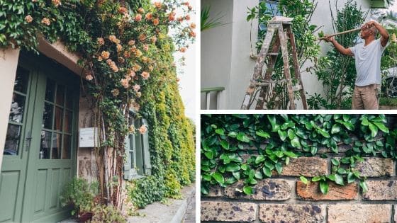 L'entretien des végétaux grimpants végétaux façade