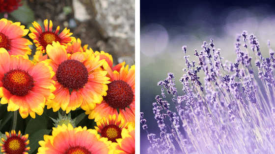Le gazania et la lavande