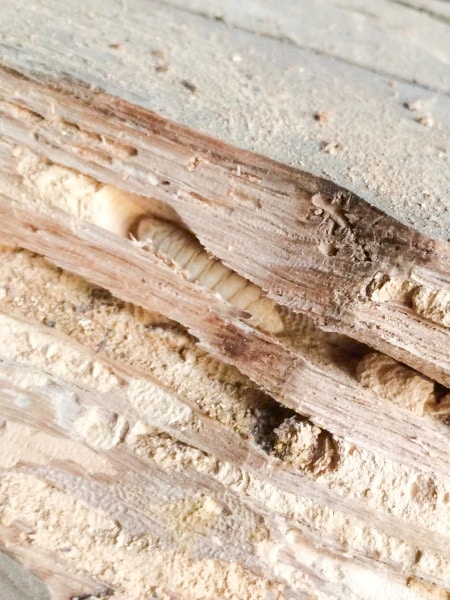 pourquoi proteger sa charpente