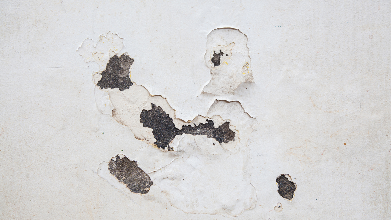 humidite murs interieurs maisonsur