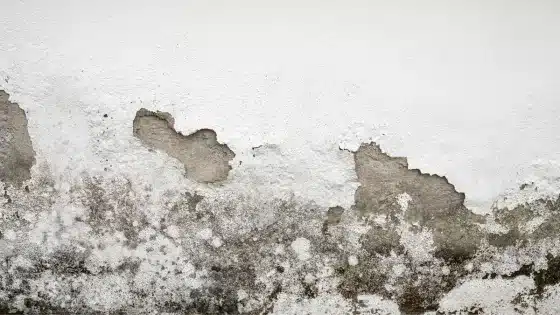 Traces de remontees capillaires sur un mur exterieur de maison