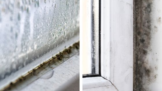 Moisissures autour d une fenetre a cause de la condensation
