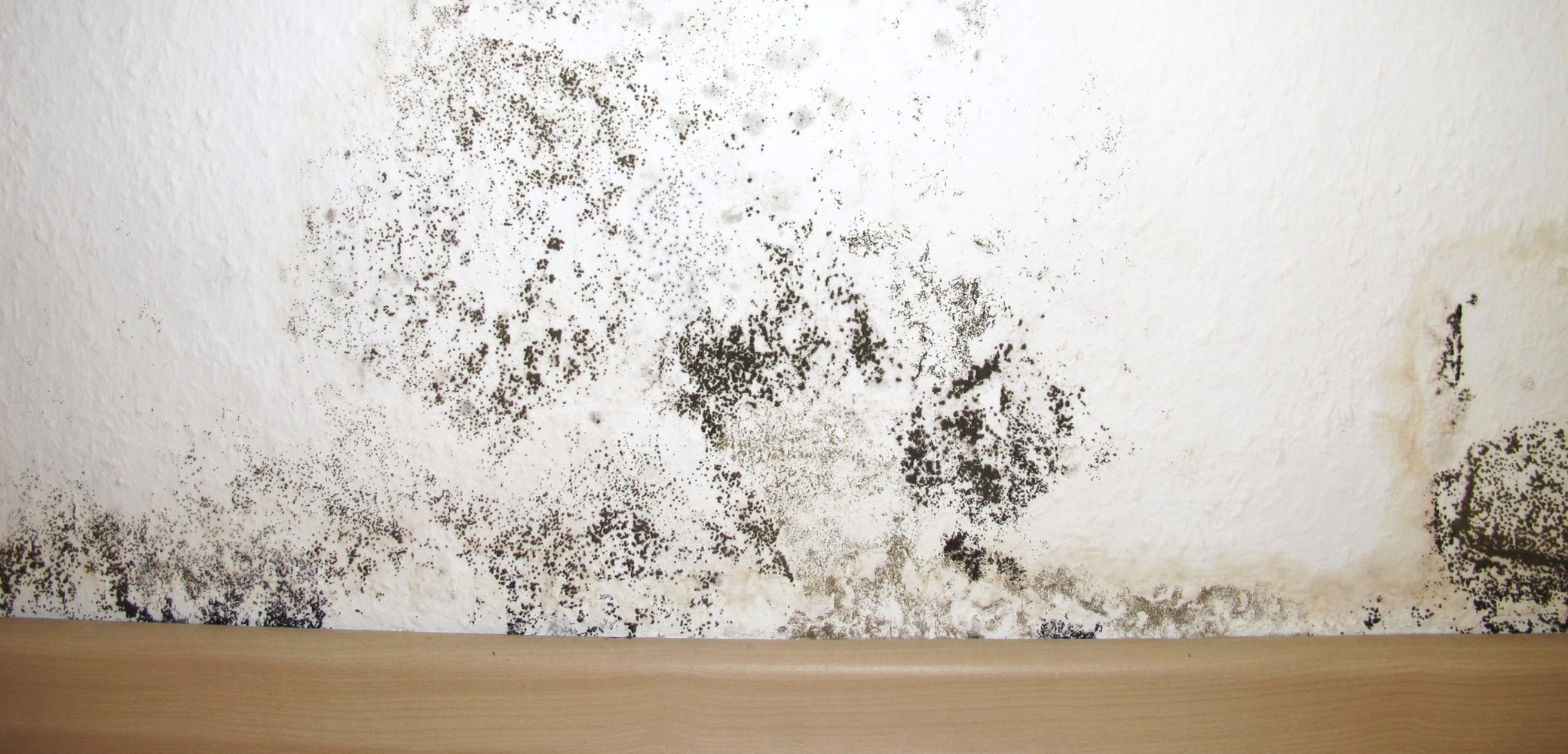 Types de moisissures dans une maison